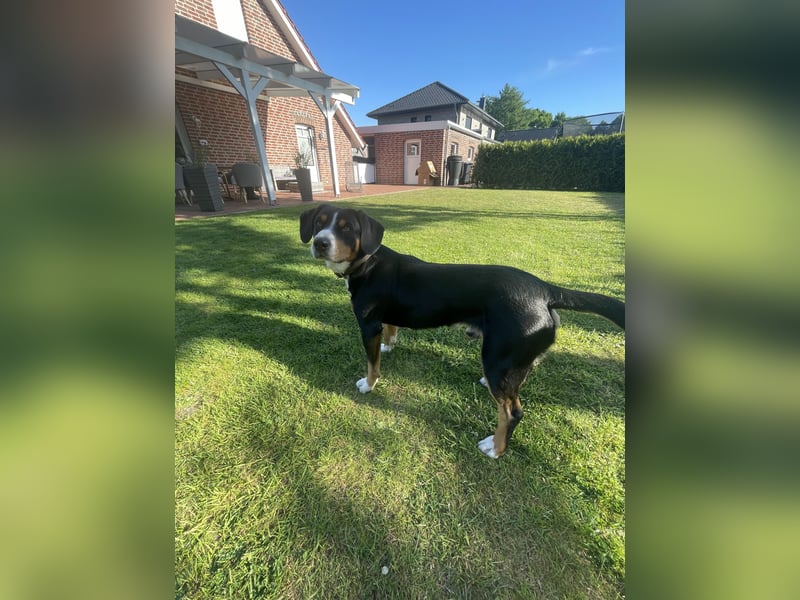 Entlebucher Sennenhund/Rüde/ 12 Monate