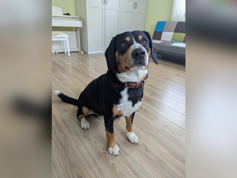 Deckrüde Entlebucher Sennenhund BRUNO