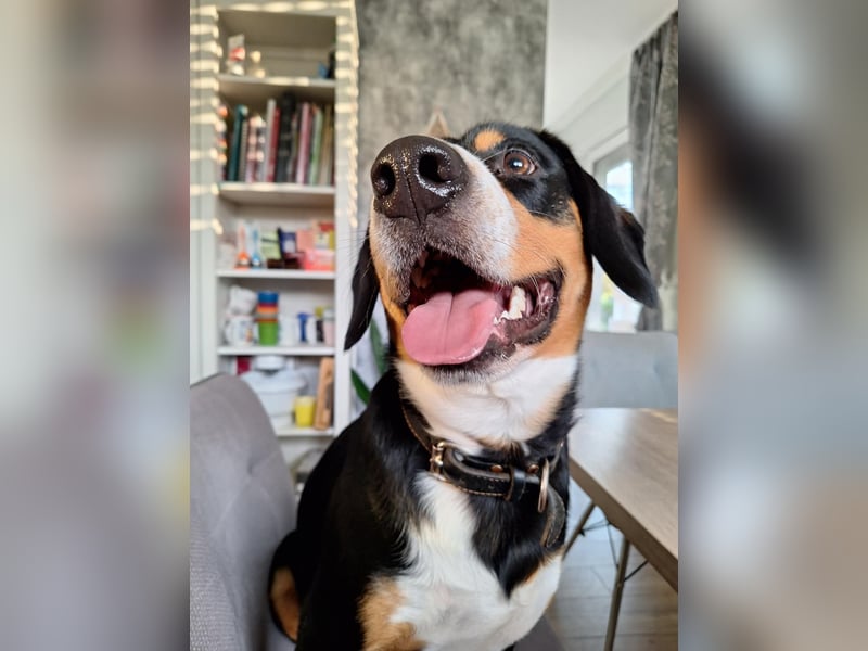 Deckrüde Entlebucher Sennenhund BRUNO