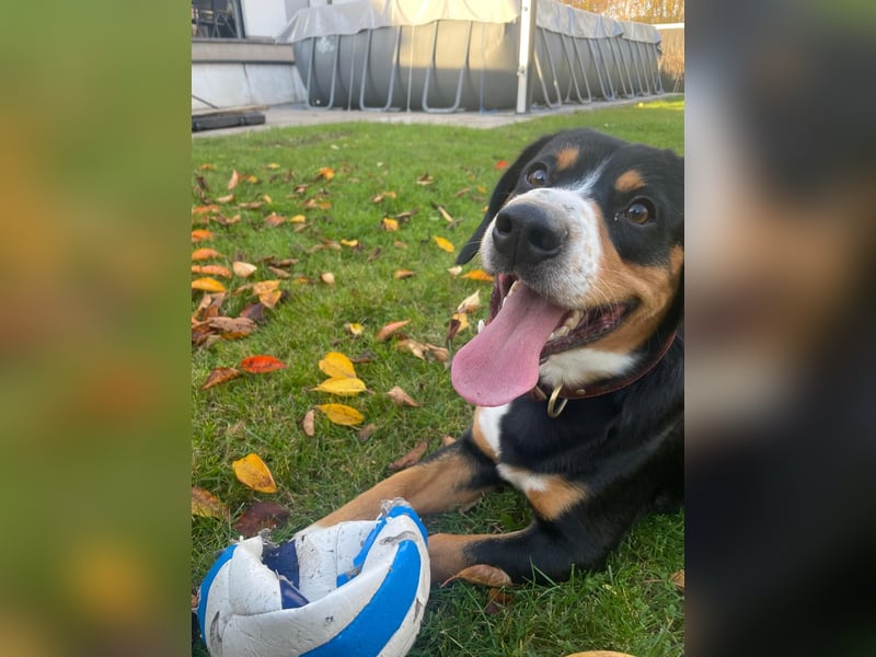 Deckrüde Entlebucher Sennenhund BRUNO