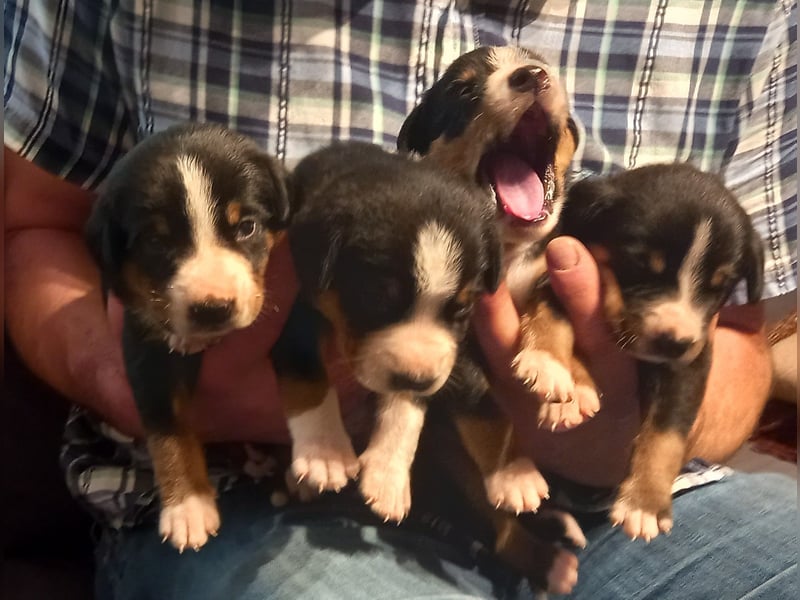 Mai 2026 - Entlebucher Sennenhund-Welpen \"vom Zwergenstübchen\" mit Ahnentafel
