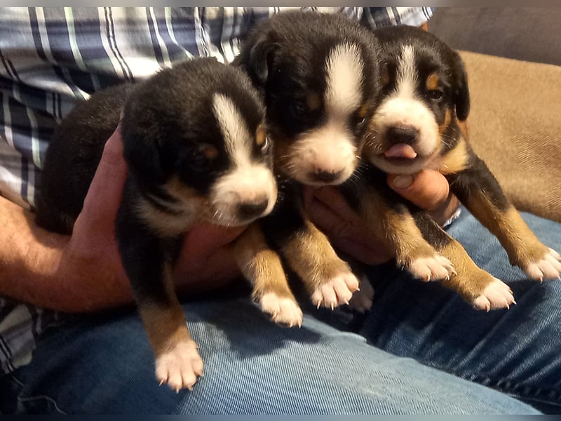 Mai 2026 - Entlebucher Sennenhund-Welpen \"vom Zwergenstübchen\" mit Ahnentafel