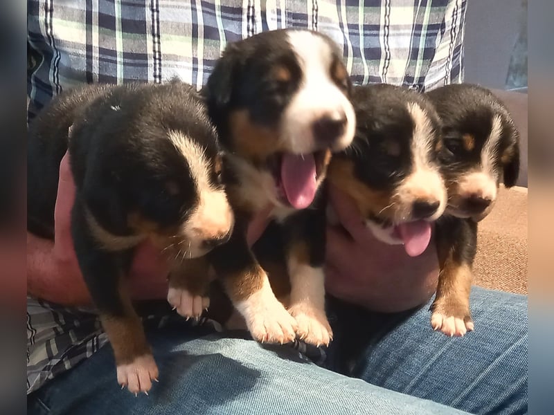 Mai 2026 - Entlebucher Sennenhund-Welpen \"vom Zwergenstübchen\" mit Ahnentafel