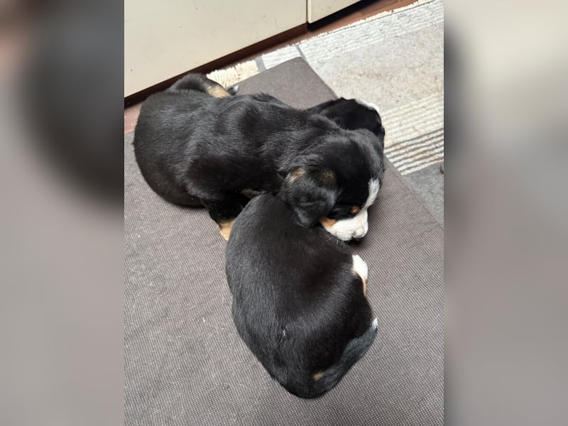 Entlebucher Sennenhund Welpen