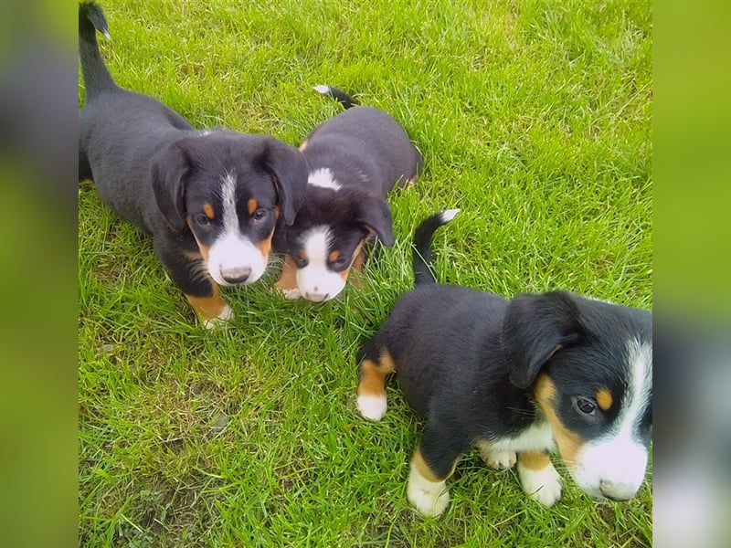 Entlebucher Sennenhunde Welpen