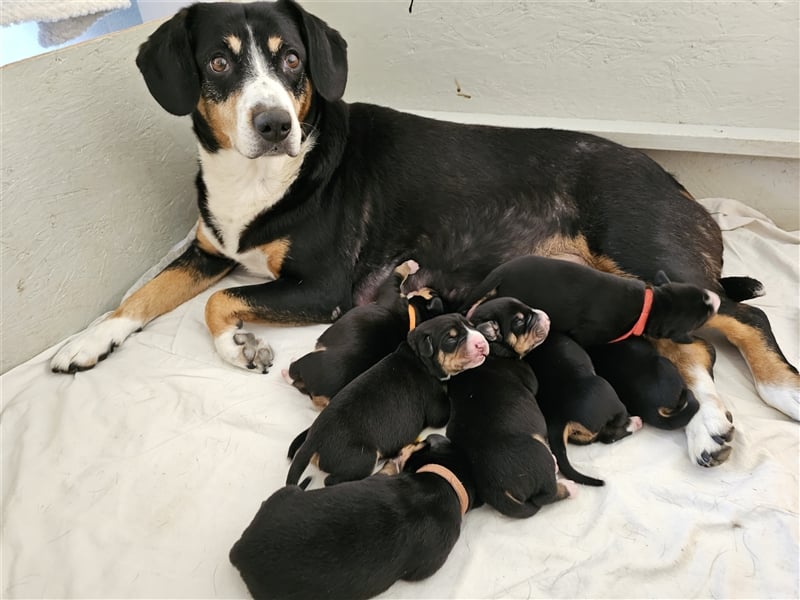 Entlebucher Sennenhunde Welpen mit Ahnenpass