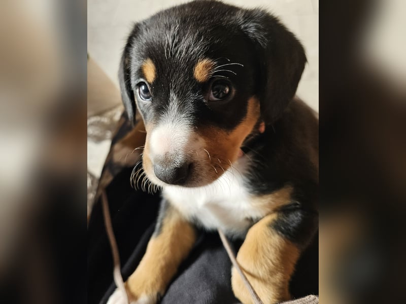 Entlebucher Sennenhunde Welpen mit Ahnenpass