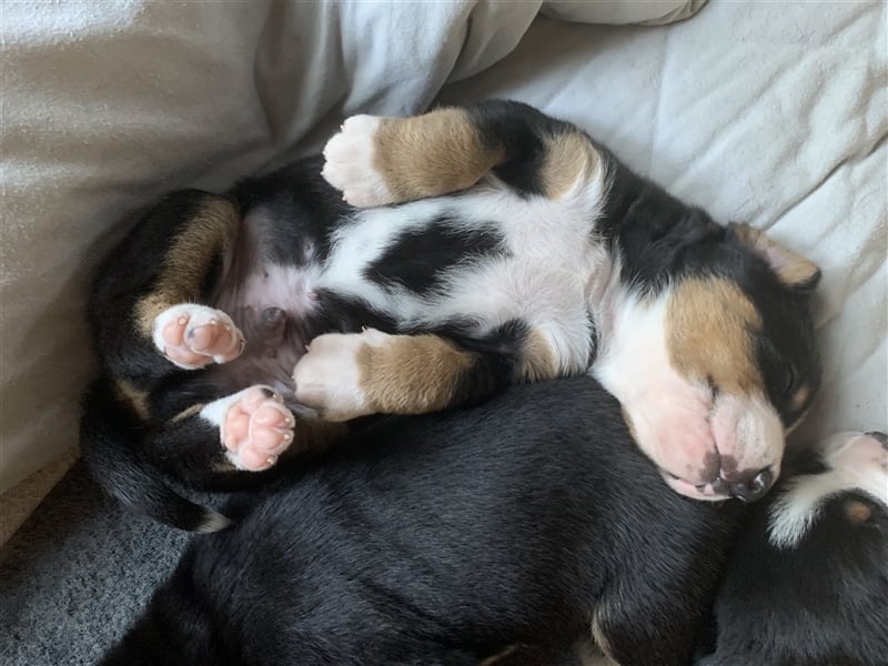 Entlebucher Sennenhundwelpen