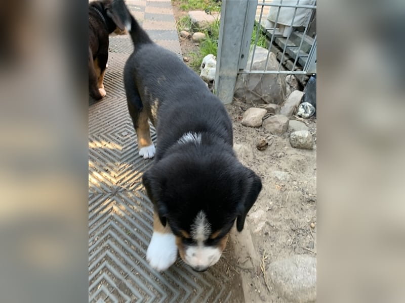 Entlebucher Sennenhundwelpen