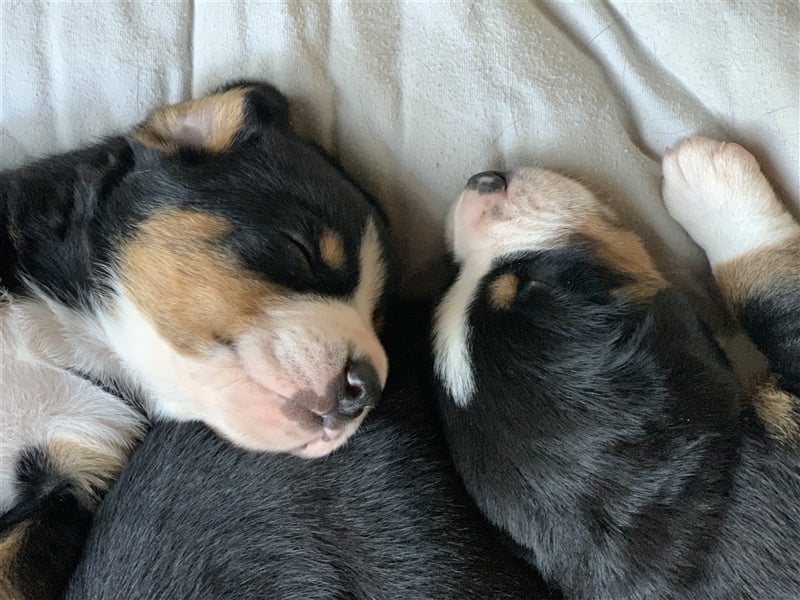 Entlebucher Sennenhundwelpen