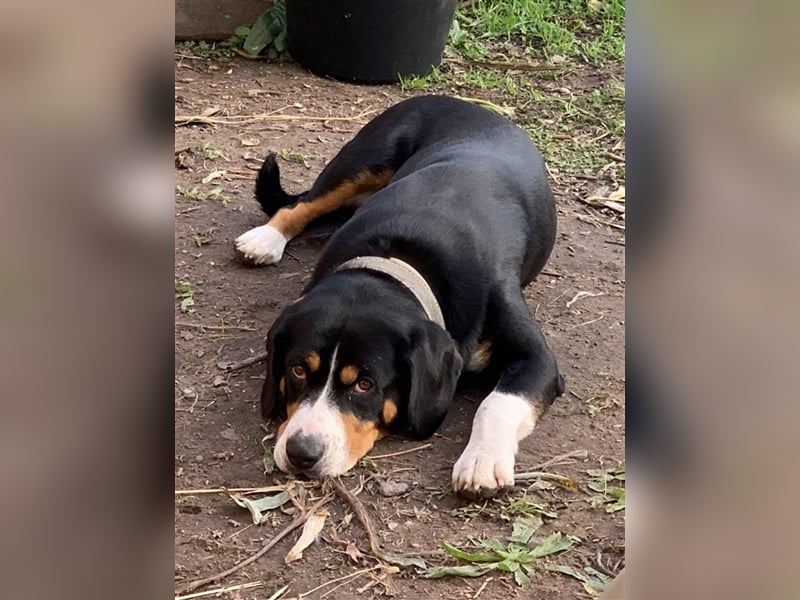 Entlebucher Sennenhundwelpen