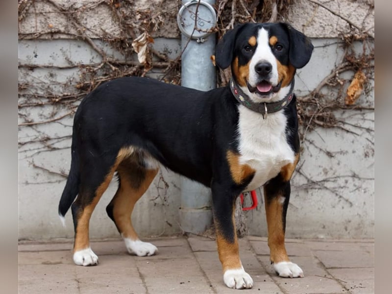 Entlebucher Sennenhunde Welpen mit Papieren