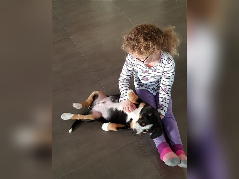 Entlebucher Sennenhunde Welpen mit Papieren