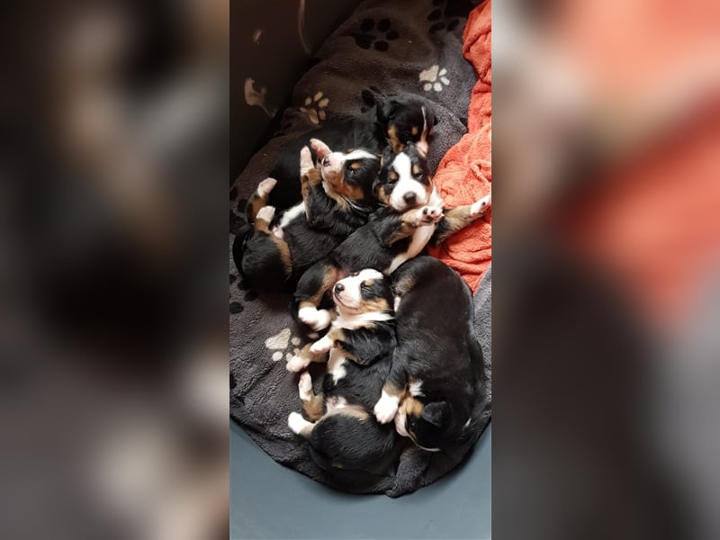 Entlebucher Sennenhunde Welpen mit Papieren