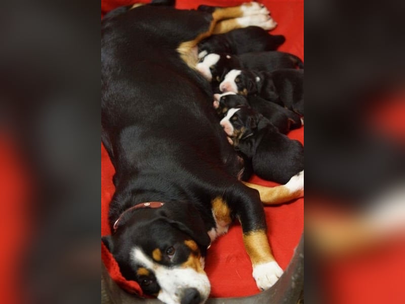 Entlebucher Sennenhunde Welpen mit Papieren