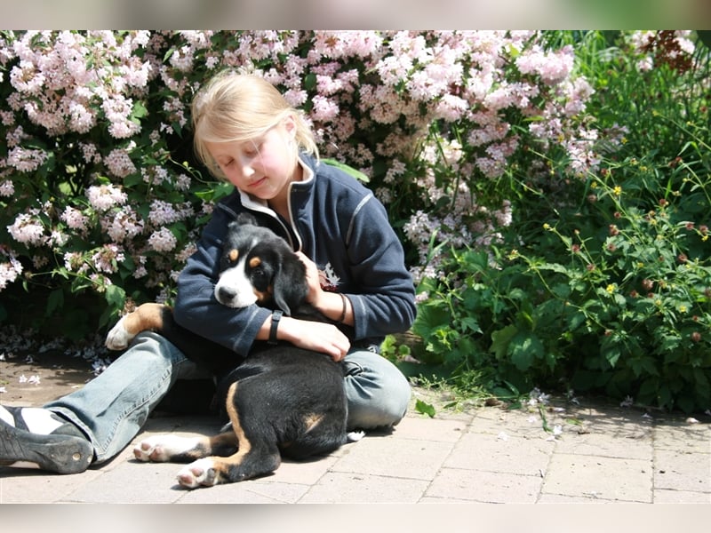 Entlebucher Sennenhunde Welpen mit Papieren