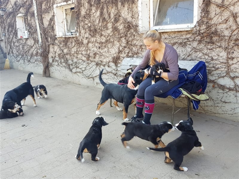 Entlebucher Sennenhunde Welpen mit Papieren