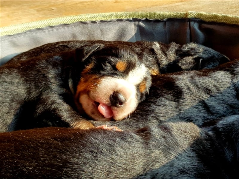 Entlebucher Sennenhunde Welpen mit Papieren