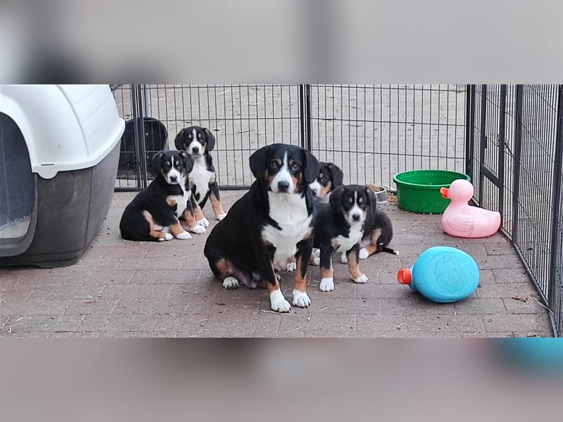 Entlebucher Sennenhunde Welpen mit Papieren