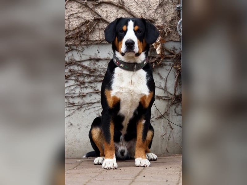 Entlebucher Sennenhunde Welpen mit Papieren