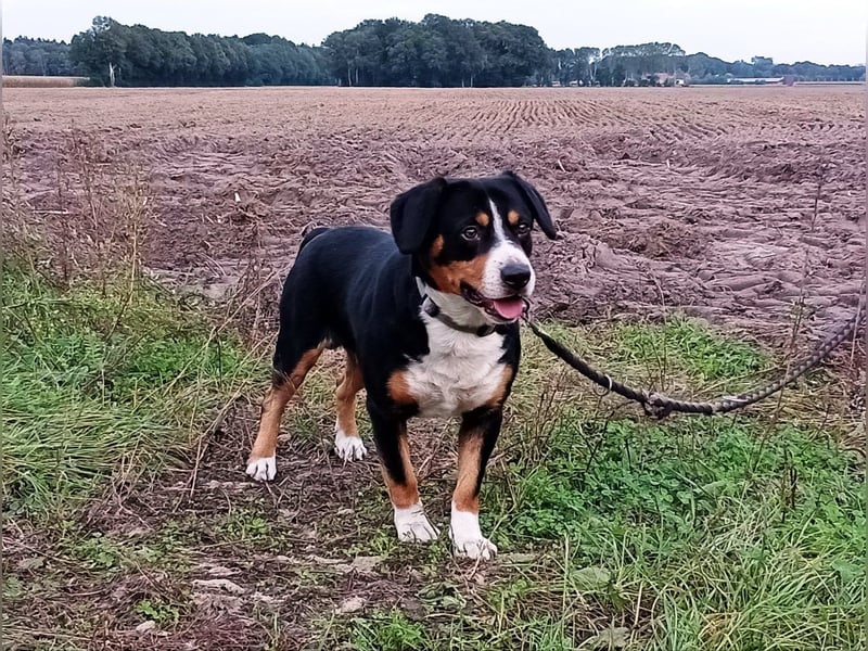 Entlebucher Sennenhund Rüde, erwachsen, reinrassig mit Ahnentafel