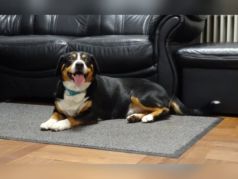 Entlebucher Sennenhund Rüde, erwachsen, reinrassig mit Ahnentafel