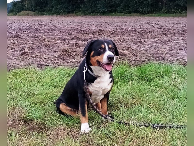 Entlebucher Sennenhund Rüde, erwachsen, reinrassig mit Ahnentafel