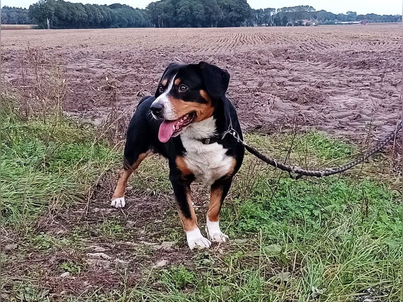 Entlebucher Sennenhund Rüde, erwachsen, reinrassig mit Ahnentafel