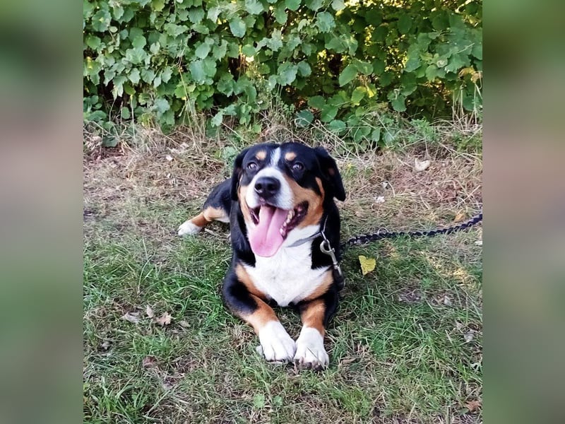 Entlebucher Sennenhund Rüde, erwachsen, reinrassig mit Ahnentafel