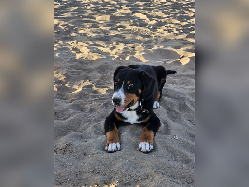 Entlebucher Sennenhund Rüde 24 Wochen jung sucht ein neues Zuhause