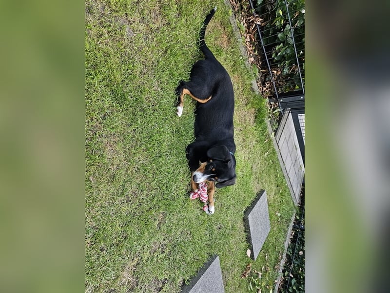 Entlebucher Sennenhund Rüde 24 Wochen jung sucht ein neues Zuhause