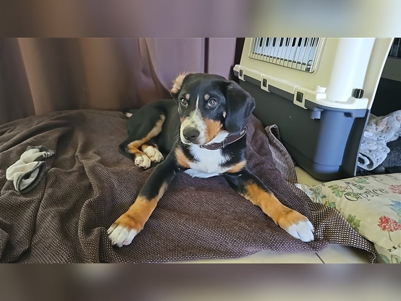 Entlebucher Sennenhund Rüde 24 Wochen jung sucht ein neues Zuhause