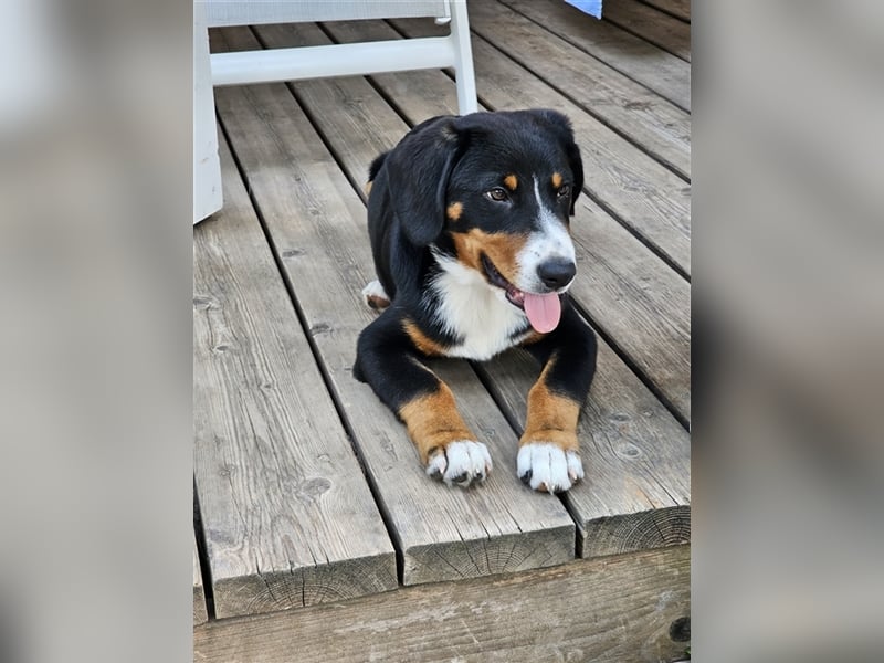 Entlebucher Sennenhund Rüde 24 Wochen jung sucht ein neues Zuhause