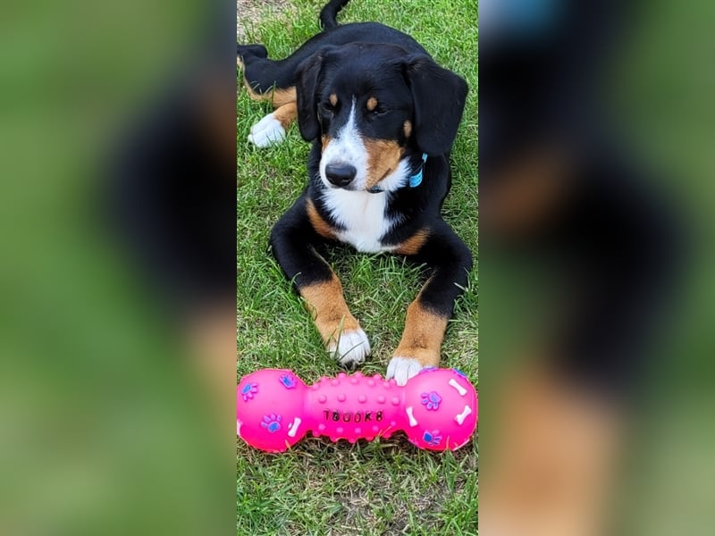 Entlebucher Sennenhund Rüde 24 Wochen jung sucht ein neues Zuhause