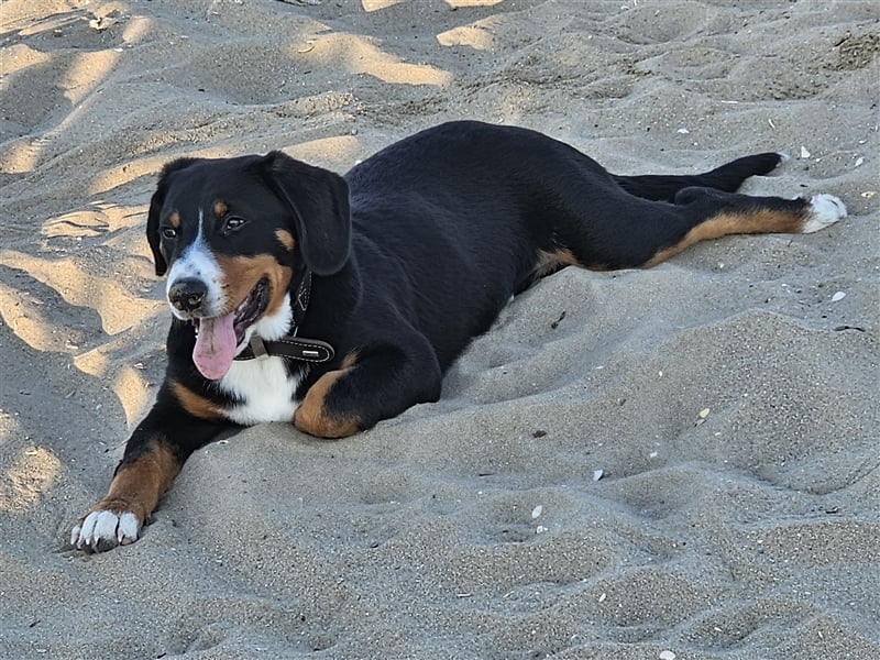 Entlebucher Sennenhund Rüde 24 Wochen jung sucht ein neues Zuhause