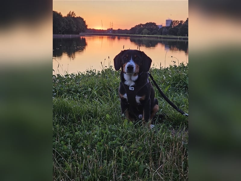 Entlebucher Sennenhund Rüde 24 Wochen jung sucht ein neues Zuhause