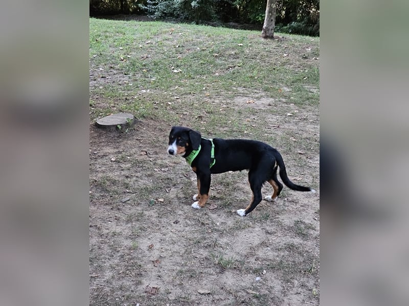 Entlebucher Sennenhund Rüde 24 Wochen jung sucht ein neues Zuhause