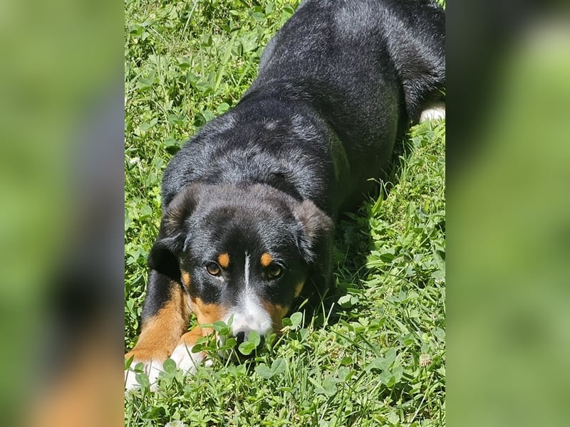 Entlebucher Sennenhund Rüde 24 Wochen jung sucht ein neues Zuhause