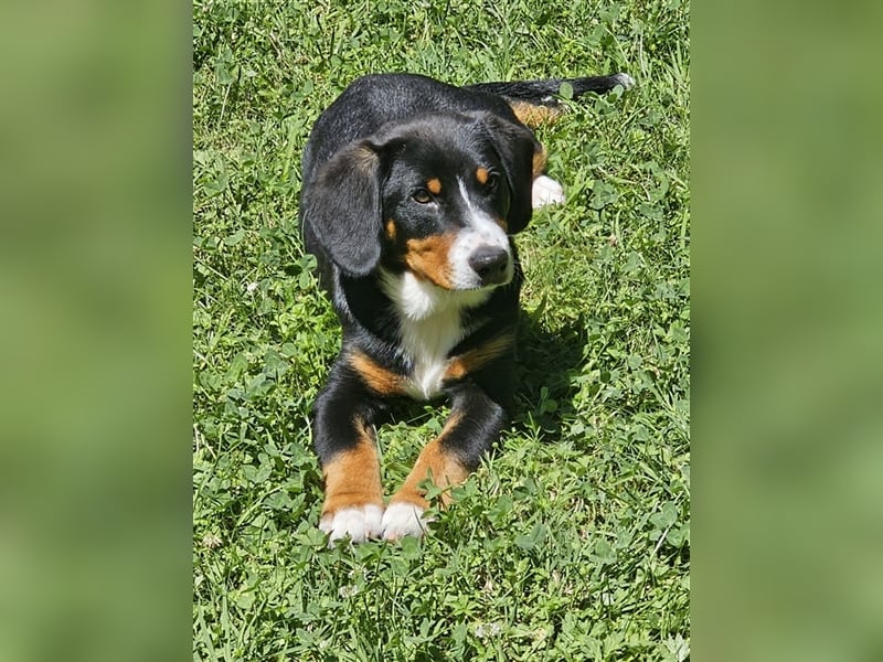 Entlebucher Sennenhund Rüde 24 Wochen jung sucht ein neues Zuhause