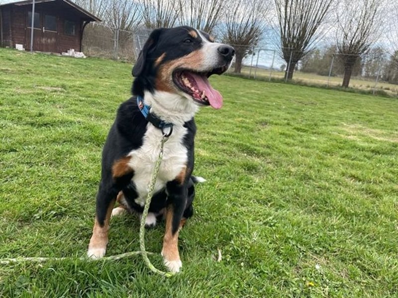 Cooper, Entlebucher Sennenhund, geb. 2016, sehr menschenbezogen