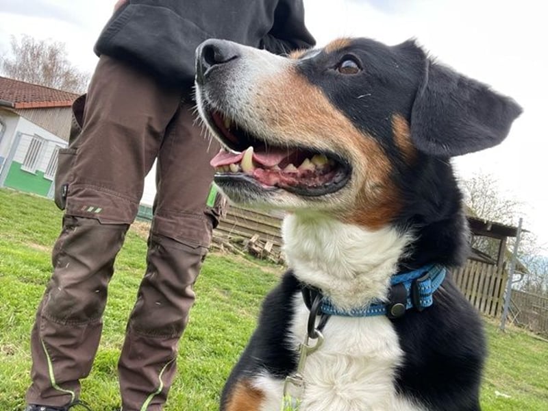 Cooper, Entlebucher Sennenhund, geb. 2016, sehr menschenbezogen