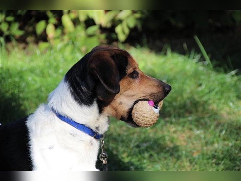 Boji, Entlebucher Sennenhund-Mix, geb. 8/ 2022, sucht geduldige Besitzer