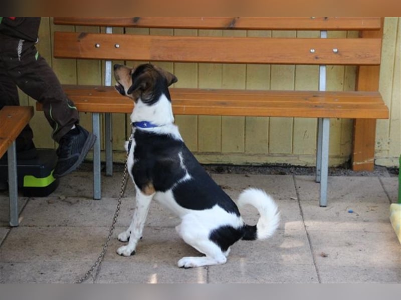 Boji, Entlebucher Sennenhund-Mix, geb. 8/ 2022, sucht geduldige Besitzer