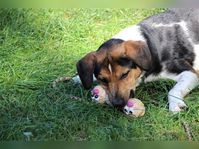 Boji, Entlebucher Sennenhund-Mix, geb. 8/ 2022, sucht geduldige Besitzer