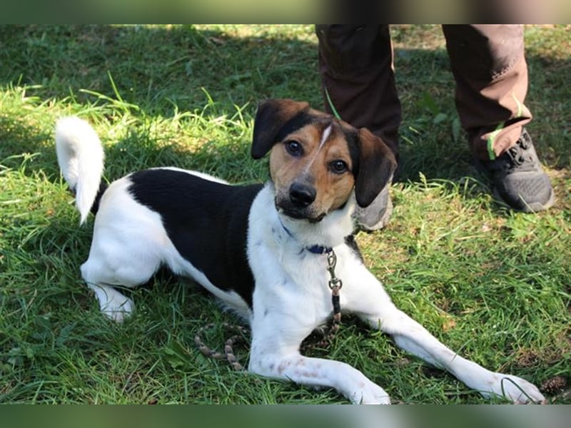 Boji, Entlebucher Sennenhund-Mix, geb. 8/ 2022, sucht geduldige Besitzer