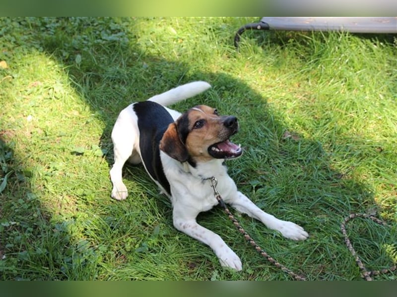 Boji, Entlebucher Sennenhund-Mix, geb. 8/ 2022, sucht geduldige Besitzer