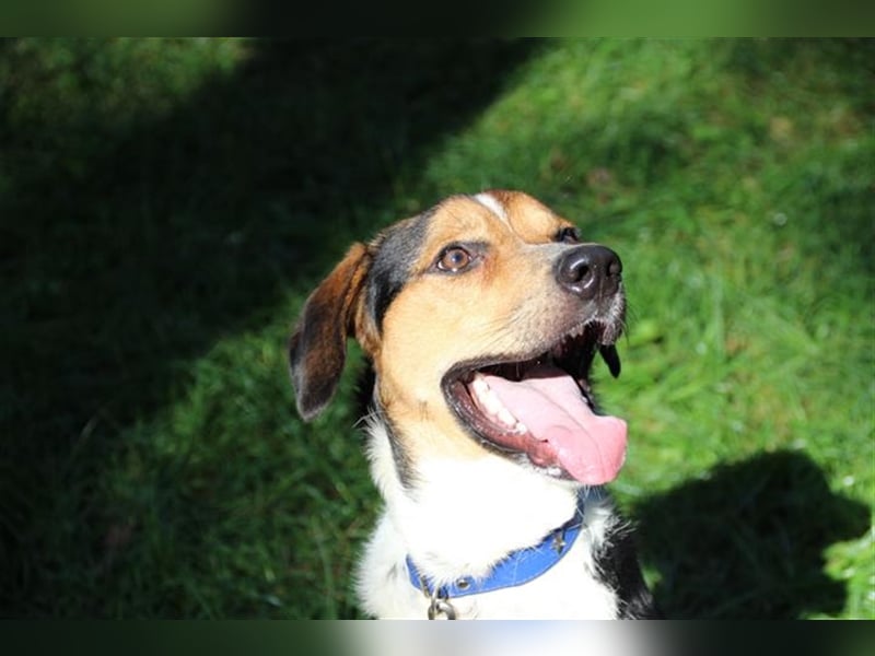 Boji, Entlebucher Sennenhund-Mix, geb. 8/ 2022, sucht geduldige Besitzer
