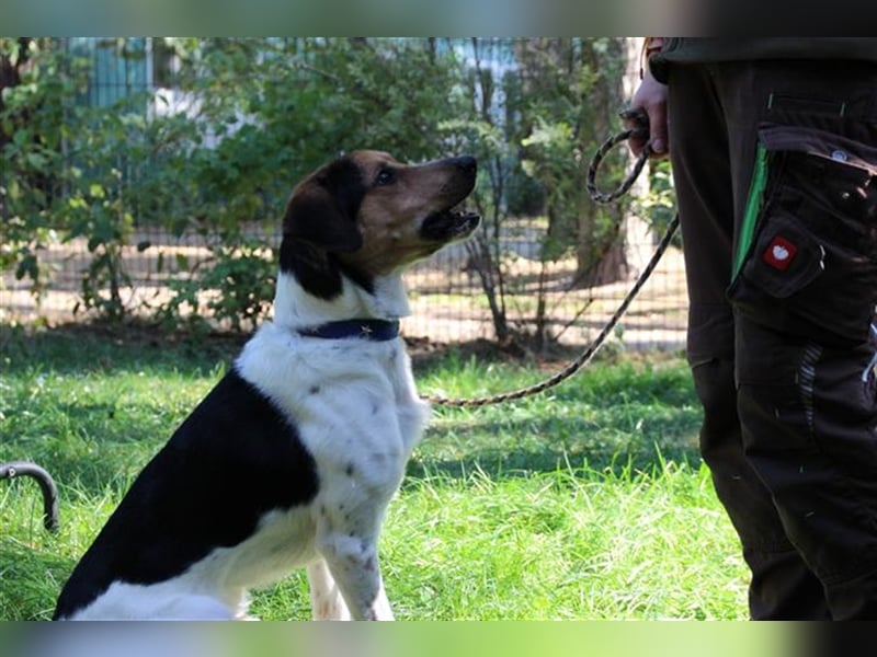 Boji, Entlebucher Sennenhund-Mix, geb. 8/ 2022, sucht geduldige Besitzer