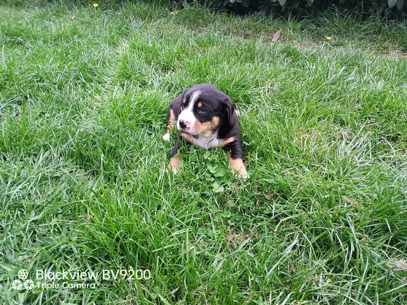 Entlebucher Sennenhund Welpen