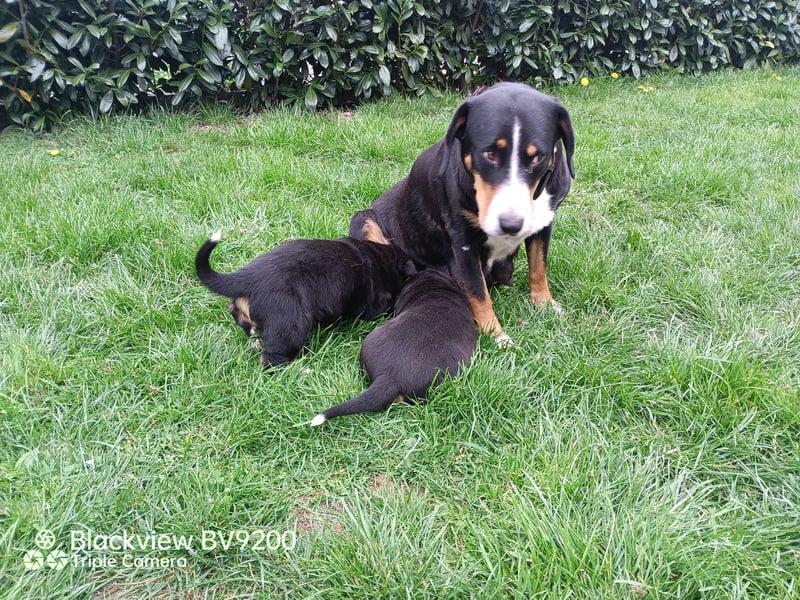Entlebucher Sennenhund Welpen